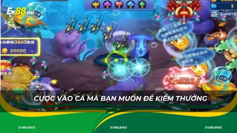 Cược vào cá mà bạn muốn để kiếm thưởng